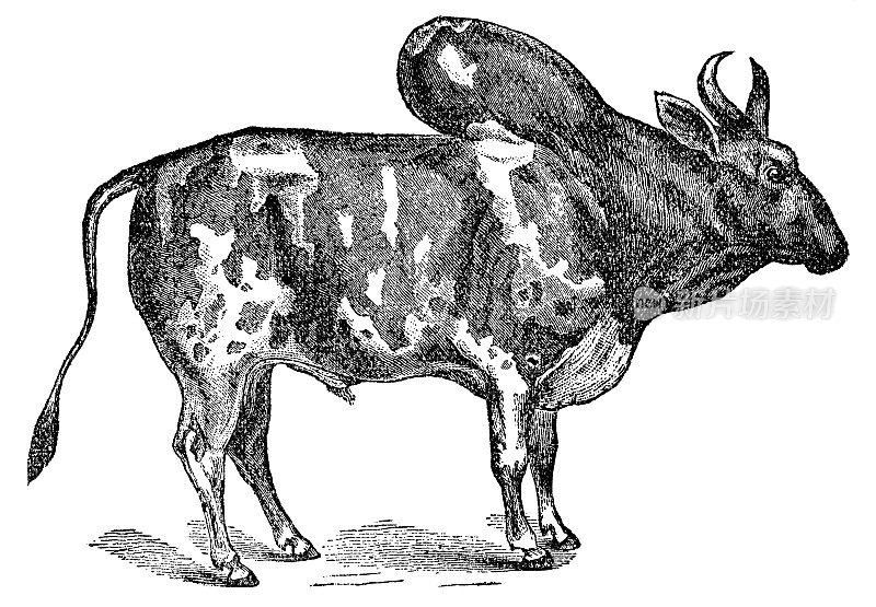 泽布牛(Bos Taurus Indicus) - 19世纪